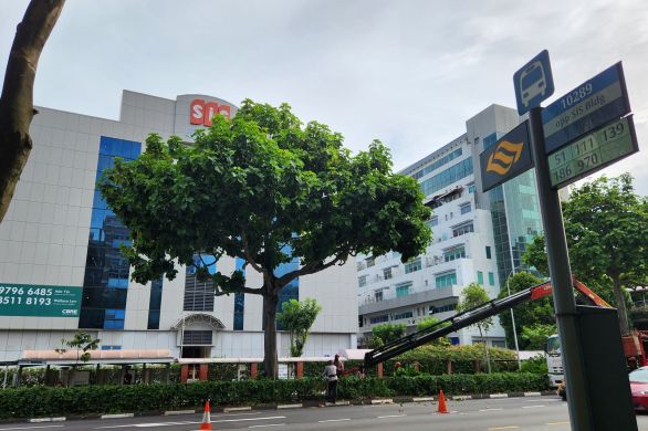SIS Building and A Beautiful Tree in Singapore